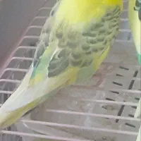 مرغ عشق|پرنده|سرخه حصار, |دیوار