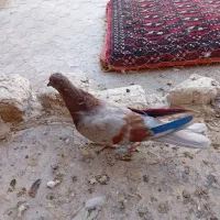 کفتر مفت|پرنده|قم, شهرک امام حسین|دیوار