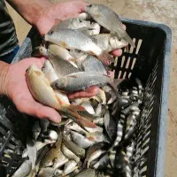 بچه ماهی کپور ۵۰ گرم ب بالا