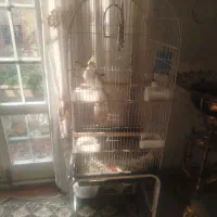 عروس هلندی|پرنده|تهران, منیریه|دیوار