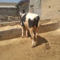 گوساله