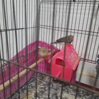 فنچ|پرنده|جوانرود, |دیوار