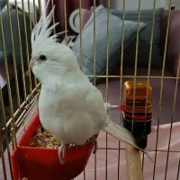 عروس هلندی و قفس