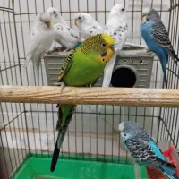 مرغ عشق  سهره|پرنده|قرچک, شهرک الحدید|دیوار