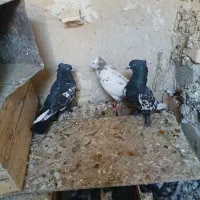 معامله