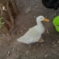 اردک ماده سر و حال شش ماهه