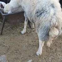 بره قوچ گوسفندمیش