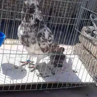 کفتر|پرنده|اصفهان, هفتون|دیوار