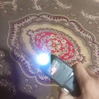 طوقی نر|پرنده|یاسوج, |دیوار