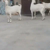 ۲راس سانن اصل