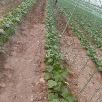 انجام خدمات گلخانه ،کاشت تا برداشت، نخ بندی سرپیچ|خدمات باغبانی و درختکاری|جیرفت, |دیوار