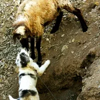 بره،میش،کاوور،بزغاله تنظیم بازار *زنده'گاو نمادین