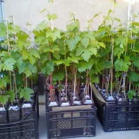 100عدنهال انگور  ریشه دار3ساله