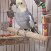 عروس هلندی نر مست آماده جفت گیری|پرنده|دوگنبدان, |دیوار