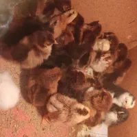 جوجه مرغ محلی