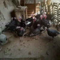 بوقلمون رسمی