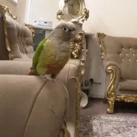 طوطی گرینچیک با عروس هلندی