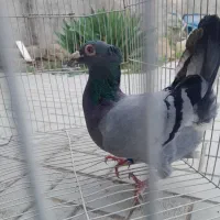 کفتر خارا کاکلی