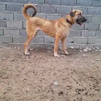 فروش سگ پژدر