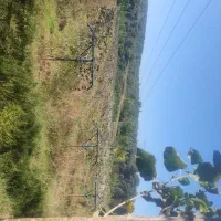 ۴۰۹۰ متر باغ کیوی با درختان سه ساله|فروش دفتر صنعتی، کشاورزی، تجاری|قائمشهر, |دیوار