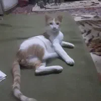 بچه گربه خوشکل قهوه ای سفید