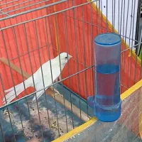 قناری نر سفید دستی