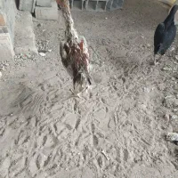 لاری ، محلی ،بوقلمون|حیوانات مزرعه|بناب, |دیوار