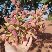 نهالستان پخش انواع نهال صنوبر و بادام و گردو|خدمات باغبانی و درختکاری|خرمآباد, |دیوار