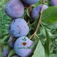 نهالستان یاسین نهال بزرگترین تولید کننده