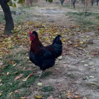 مرغ و خروس محلی