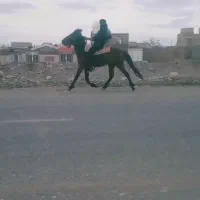 اسب|اسب و تجهیزات اسبسواری|کوهرنگ, |دیوار