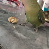 طوطی برزیلی اهلی