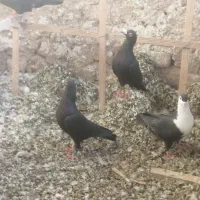 عروسک حیوون