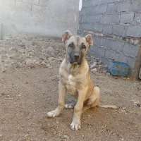 واگذاری توله ماده 3/5 ماهه