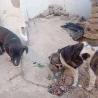 معاوضه با سگ