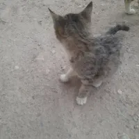 واگذاری بچه گربه