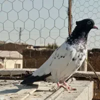 کفتر کبوتر کله سیاه،سینه سوسنی،سینه سیاه