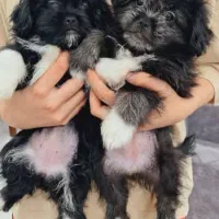 شیتزوفلت توله۲ماهه