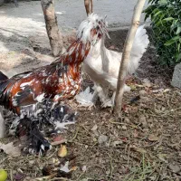 فروش یک جفت مرغ وخروس لهستانی|حیوانات مزرعه|فیروزآباد (فارس), |دیوار