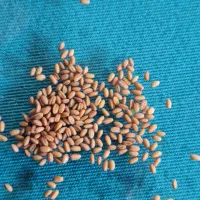 بذر  کلملینا برای  کشت