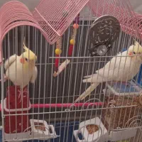 عروس هلندی رام و دستی