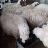 میش‌وبره‌فروش|حیوانات مزرعه|سیوان, |دیوار