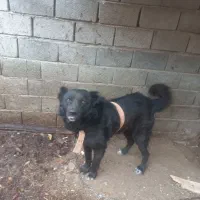 سگ گده جانی