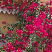 اجاره خانه ویلایی ۱۰۸