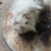 خوکچه هندی سفید|موش و خرگوش|صومعهسرا, |دیوار