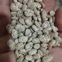 لوبیا ارتشی