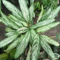 گل آپارتمانی