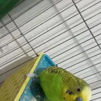 پرنده ای مرغ عشق|پرنده|کازرون, |دیوار