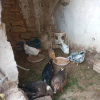 سه عدد اردک باتوجه مرغ یا مرغ نهاده دارم