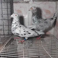کفتر سار و اوقون